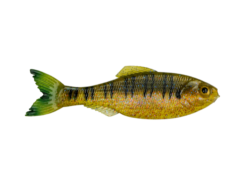 6th Sense Panorama - Live Sunfish