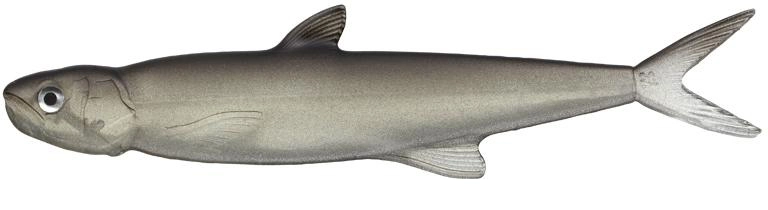 Evergreen Last Ace 168 Trick Shad 57