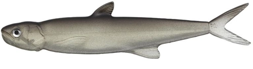 Evergreen Last Ace 168 Trick Shad 57