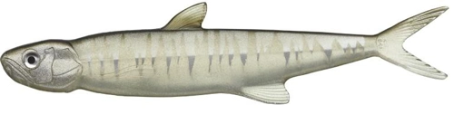 Evergreen Last Ace 168 Ketabass 77