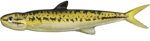 Evergreen Last Ace 168 Bass 76