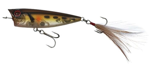 Evergreen One´s bug - 237 Tonosama King