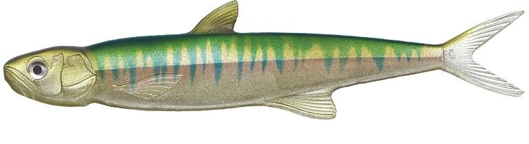 Evergreen Last Ace 168 Oikawa 55